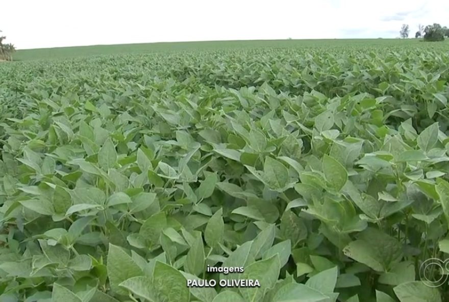 exportacoes-em-alta3A-cidade-de-itapetininga-se-destaca-como-polo-exportador-em-sp2C-impulsionando-agronegocio-e-avicultura