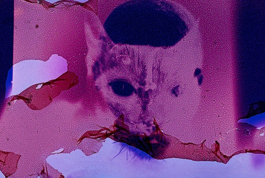 exposicao-claudia-andujar-cosmovisao-chega-a-belem-com-fotografias-psicodelicas-e-espirituais.-conheca-o-legado-da-artista