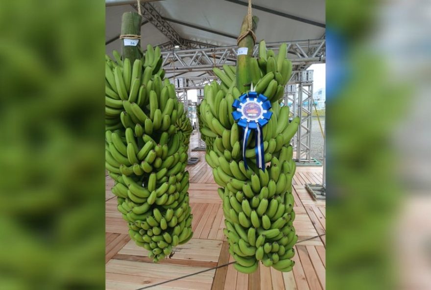 exposicao-de-cachos-de-banana-em-sc3A-concurso-com-exemplar-do-peso-de-um-homem-adulto3B-fotos