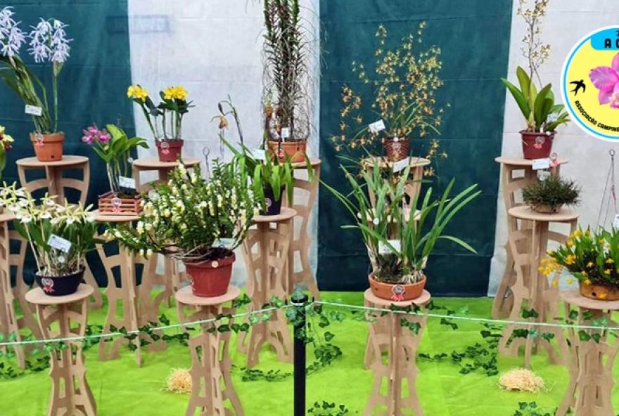 exposicao-nacional-de-orquideas-em-campinas-sp-visite-a-26a-edicao-no-instituto-cultural-nipo-campinas2C-de-21-a-23-de-novembro exposicao-nacional-de-orquideas-em-campinas-sp-visite-a-26a-edicao-no-instituto-cultural-nipo-campinas2C-de-21-a-23-de-novembro