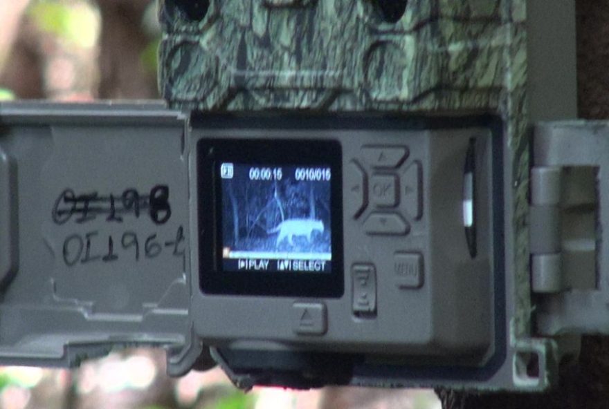 extincao-silenciosa3A-onca-pintada-ameacada-na-mata-atlantica extincao-silenciosa3A-onca-pintada-ameacada-na-mata-atlantica