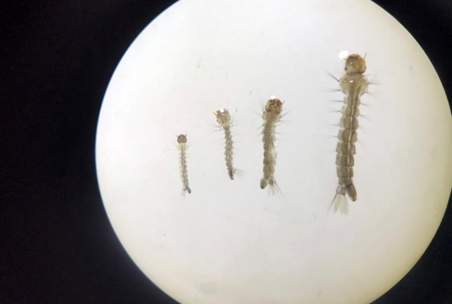 extratos-de-cafe-de-baixa-qualidade-sao-eficazes-contra-larvas-do-aedes-aegypti3A-estudo-da-ufla-aponta-solucao-sustentavel
