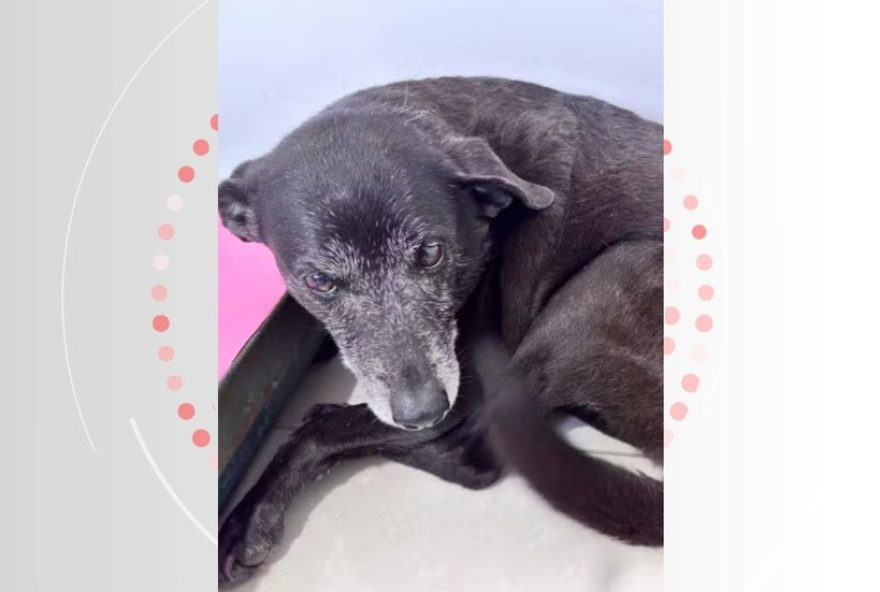 exumacao-do-cao-orelha3A-laudo-pericial-nao-identifica-lesoes2C-mas-mortalidade-por-trauma-ainda-e-possivel exumacao-do-cao-orelha3A-laudo-pericial-nao-identifica-lesoes2C-mas-mortalidade-por-trauma-ainda-e-possivel