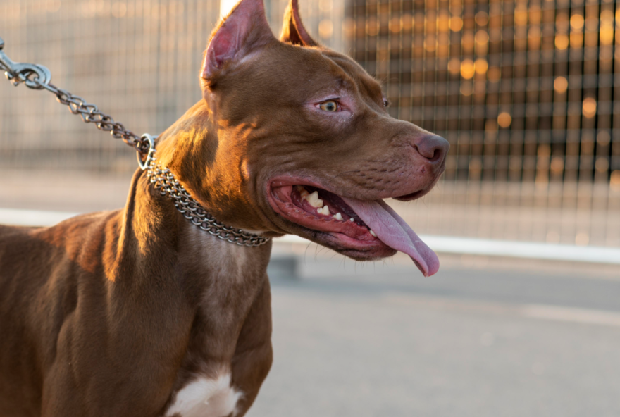 Cachorro da raça pit bull (Foto: Reprodução - Freepik)