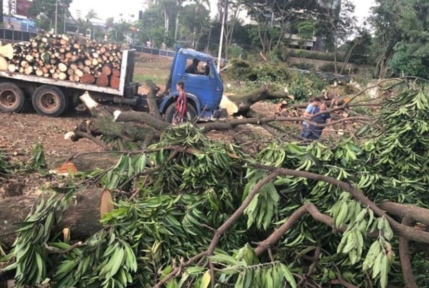 Árvores ficam em um terreno de cerca de 5 mil metros quadrados. (Foto: Reprodução/Mais Goiás)