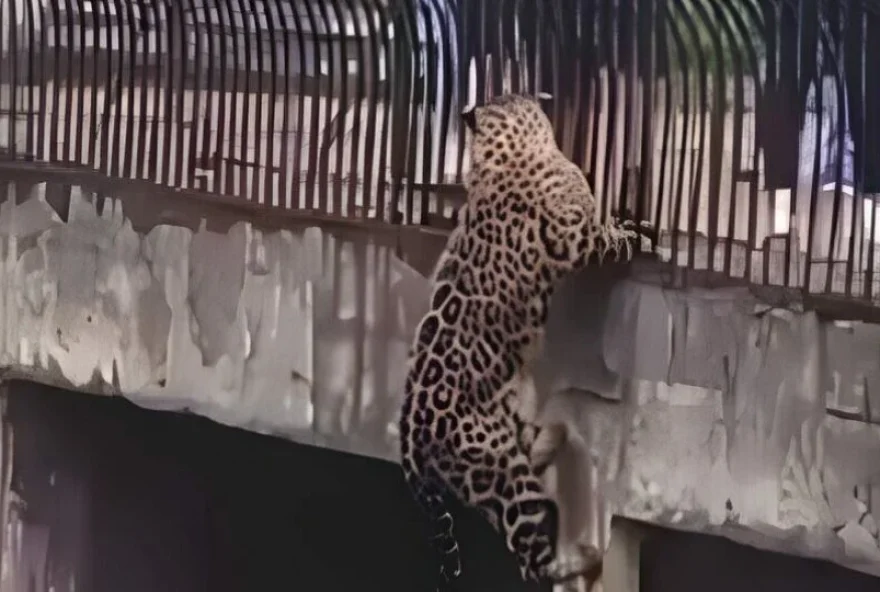 Onça-pintada sobe em pilastra em zoológico de Brasília. Foto/Reprodução: Revista Fórum