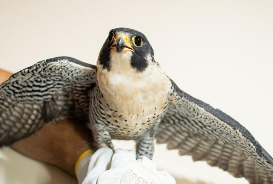 falcao-peregrino3A-resgatado-apos-ser-baleado-no-rs2C-segue-para-tratamento-em-porto-alegre falcao-peregrino3A-resgatado-apos-ser-baleado-no-rs2C-segue-para-tratamento-em-porto-alegre