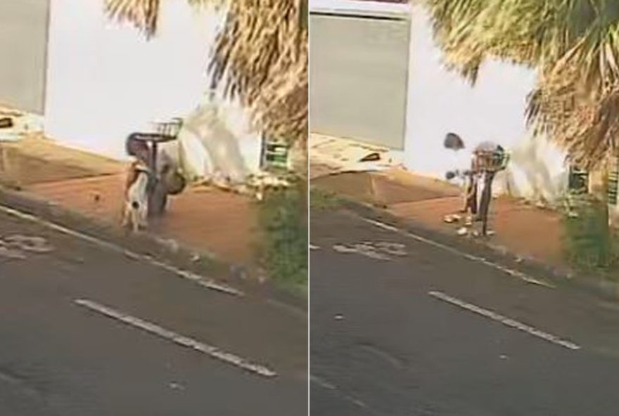 familia-busca-cachorra-neguinha-que-fugiu-de-casa-em-barretos2C-sp familia-busca-cachorra-neguinha-que-fugiu-de-casa-em-barretos2C-sp