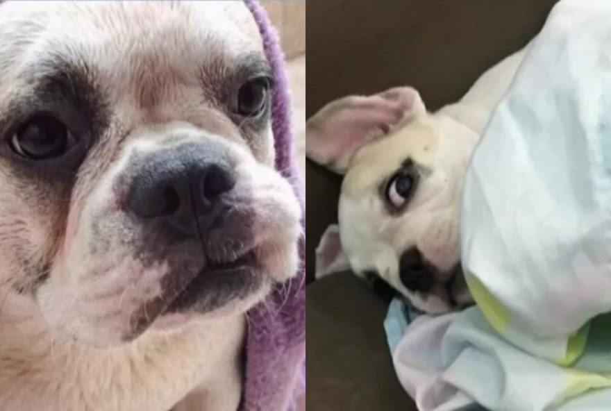 familia-denuncia-clinica-veterinaria-apos-morte-de-cao-em-fortaleza