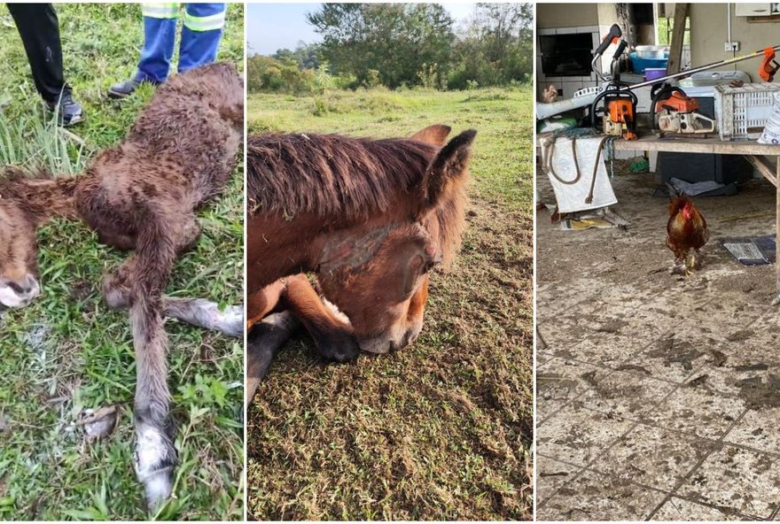 fazenda-em-sc3A-160-animais-resgatados-em-situacao-de-maus-tratos