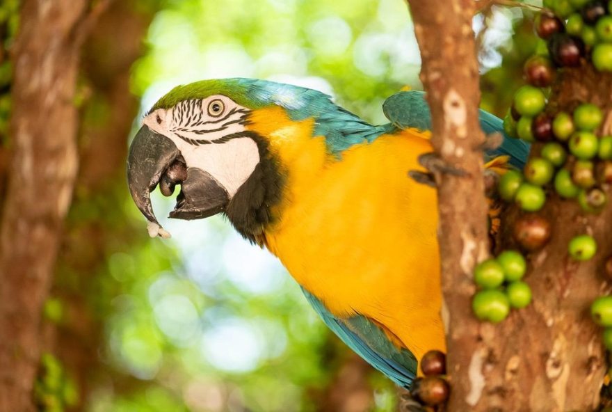fazenda-sao-joao3A-refugio-de-biodiversidade-e-conservacao-em-piratininga fazenda-sao-joao3A-refugio-de-biodiversidade-e-conservacao-em-piratininga