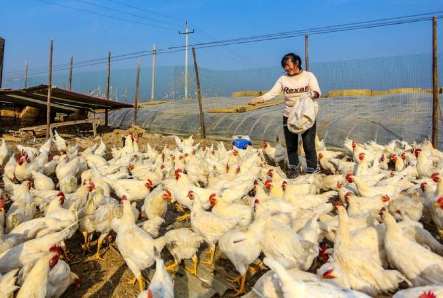 fazendeira-alimenta-galinhas-em-handan-na-provincia-chinesa-de-hebei