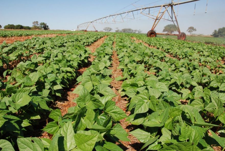 Goiás deve colher uma terceira safra recorde de feijão no ciclo 2022/2023. O volume estimado é de 182,3 mil toneladas do grão, aumento de 4,8% (Foto: Embrapa)