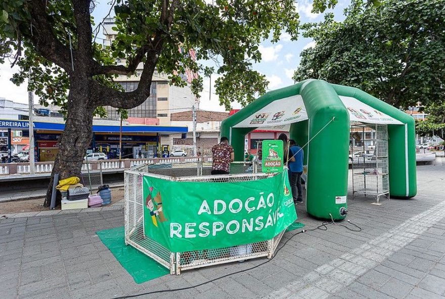 feira-de-adocao-de-animais-em-caruaru3A-saiba-como-adotar-um-pet-maior-de-18-anos-e-documentos-sao-necessarios