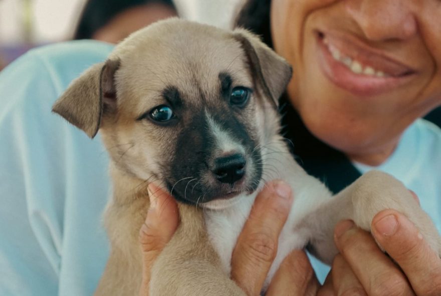 feira-de-adocao-de-animais-em-petrolina3A-participe-no-sabado-22