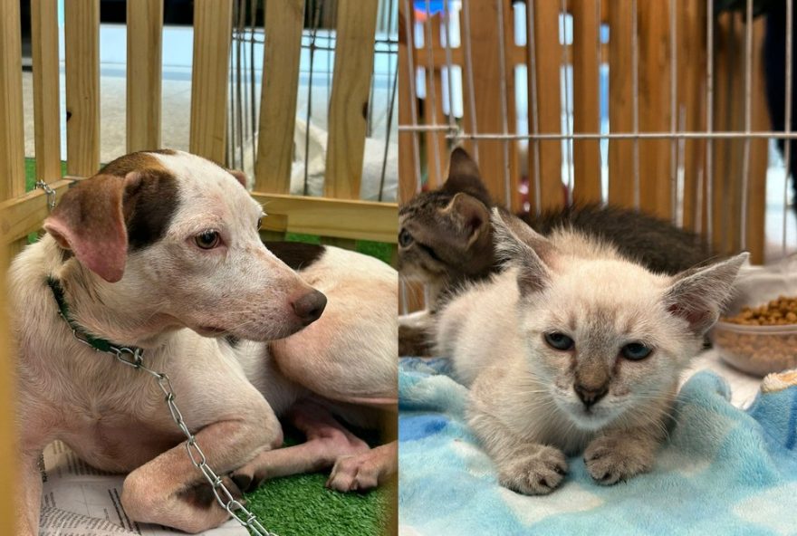 feira-de-adocao-pet-em-belem-no-parque-shopping3A-saiba-como-adotar feira-de-adocao-pet-em-belem-no-parque-shopping3A-saiba-como-adotar