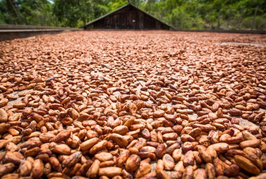 feira-do-cacau-e-chocolate-amazonia-e-flor-para3A-evento-destaca-producao-sustentavel-de-cacau-e-flores-nativas-no-para