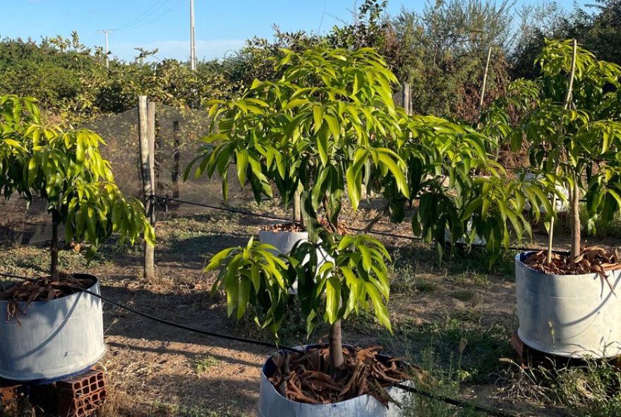 fertilizante-liquido-com-potassio-e-carbono-organico-otimiza-nutrientes-na-manga3A-estudo-da-univasf-e-tecniferti fertilizante-liquido-com-potassio-e-carbono-organico-otimiza-nutrientes-na-manga3A-estudo-da-univasf-e-tecniferti