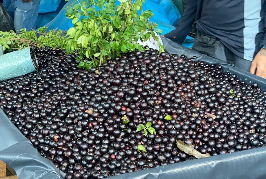 festival-da-jabuticaba-de-sabara3A-sabores-e-cultura-em-destaque-neste-fim-de-semana