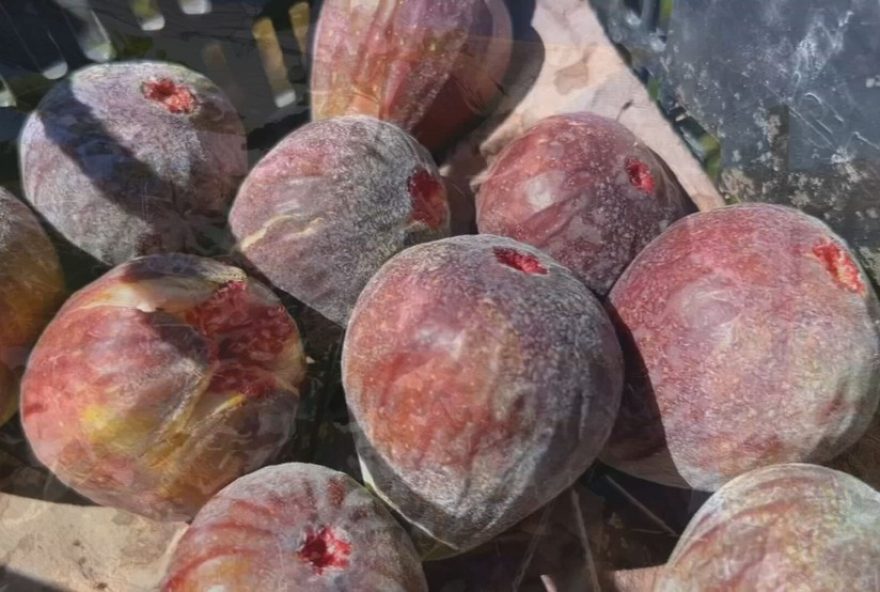 figo3A-produtores-do-sudoeste-de-sp-apostam-em-estrategias-de-manejo figo3A-produtores-do-sudoeste-de-sp-apostam-em-estrategias-de-manejo