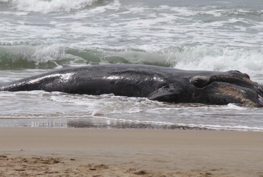 filhote-de-baleia-franca-de-5-metros-e-encontrado-morto-em-praia-pacata-de-sc