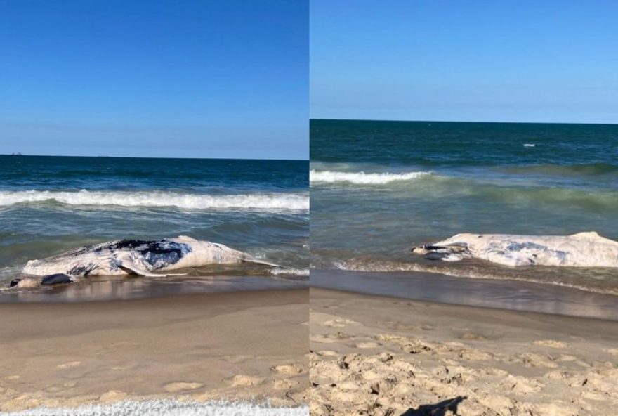 filhote-de-baleia-jubarte-de-oito-metros-encontrado-morto-em-praia-de-sc filhote-de-baleia-jubarte-de-oito-metros-encontrado-morto-em-praia-de-sc
