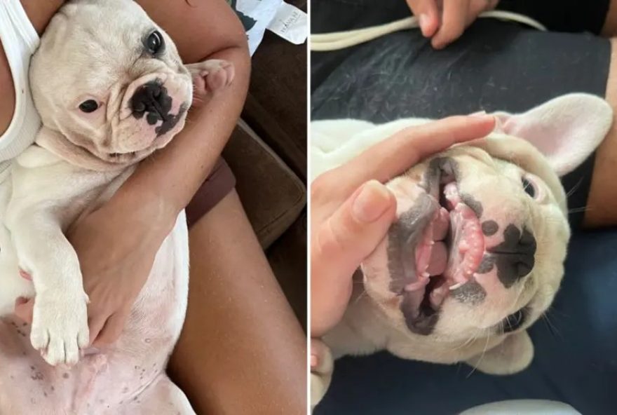 filhote-de-buldogue-furtado-em-sc-e-devolvido-a-familia-apos-mobilizacao-comunitaria