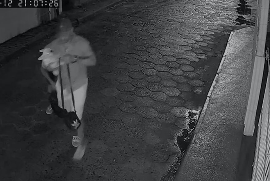 filhote-de-bulldog-frances-e-furtado-de-casa-de-praia-em-palhoca-video-mostra-o-crime