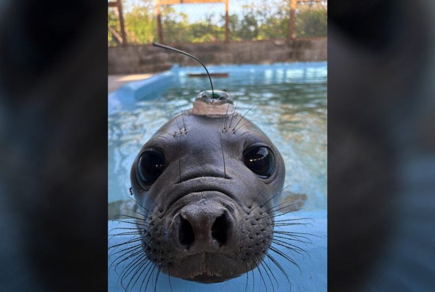 filhote-de-elefante-marinho-monitorado-se-alimenta-e-rumo-a-argentina2C-em-sc filhote-de-elefante-marinho-monitorado-se-alimenta-e-rumo-a-argentina2C-em-sc