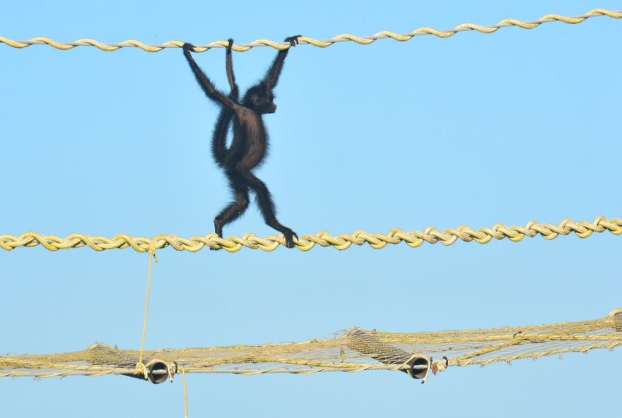 filhote-de-macaco-aranha-atravessa-ponte-de-dossel-em-alta-floresta-mt-flagrante-emocionante filhote-de-macaco-aranha-atravessa-ponte-de-dossel-em-alta-floresta-mt-flagrante-emocionante