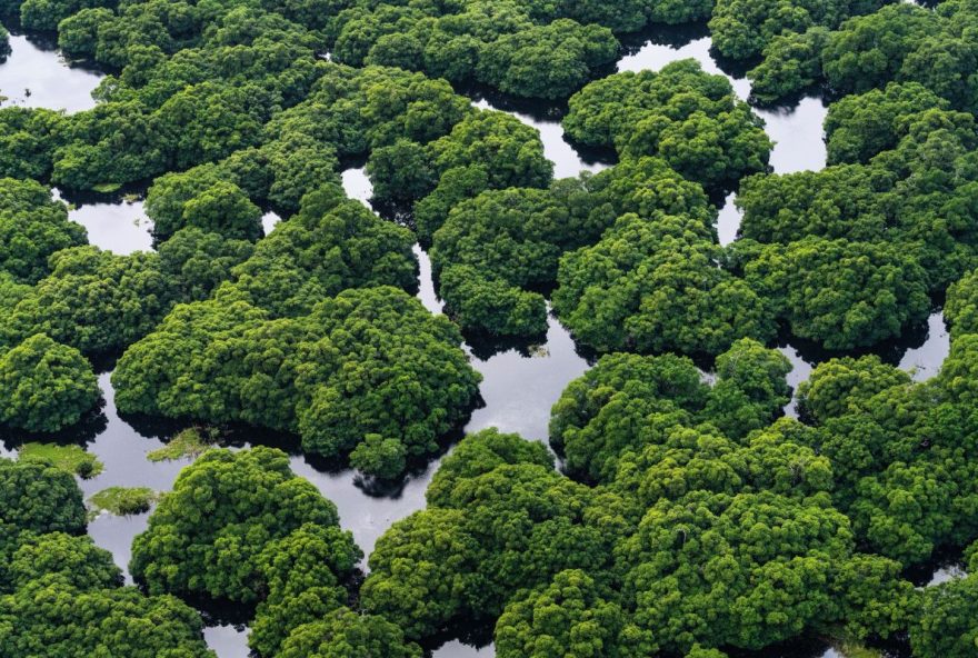 filhote-de-onca-parda-morto3A-alerta-para-protecao-da-fauna-em-sao-paulo filhote-de-onca-parda-morto3A-alerta-para-protecao-da-fauna-em-sao-paulo