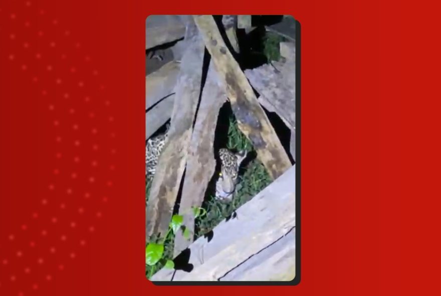 filhote-de-onca-resgatado-e-cuidado-na-zona-rural-de-itacoatiara2C-no-amazonas filhote-de-onca-resgatado-e-cuidado-na-zona-rural-de-itacoatiara2C-no-amazonas