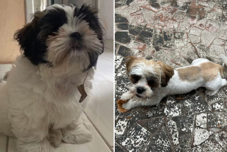 filhote-de-shih-tzu-fluffy-e-devolvido-a-familia-com-novo-visual3A-um-natal-muito-feliz filhote-de-shih-tzu-fluffy-e-devolvido-a-familia-com-novo-visual3A-um-natal-muito-feliz