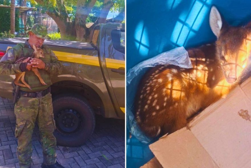 filhote-de-veado-catingueiro-resgatado-apos-mae-ser-cacada3A-caso-no-rs filhote-de-veado-catingueiro-resgatado-apos-mae-ser-cacada3A-caso-no-rs