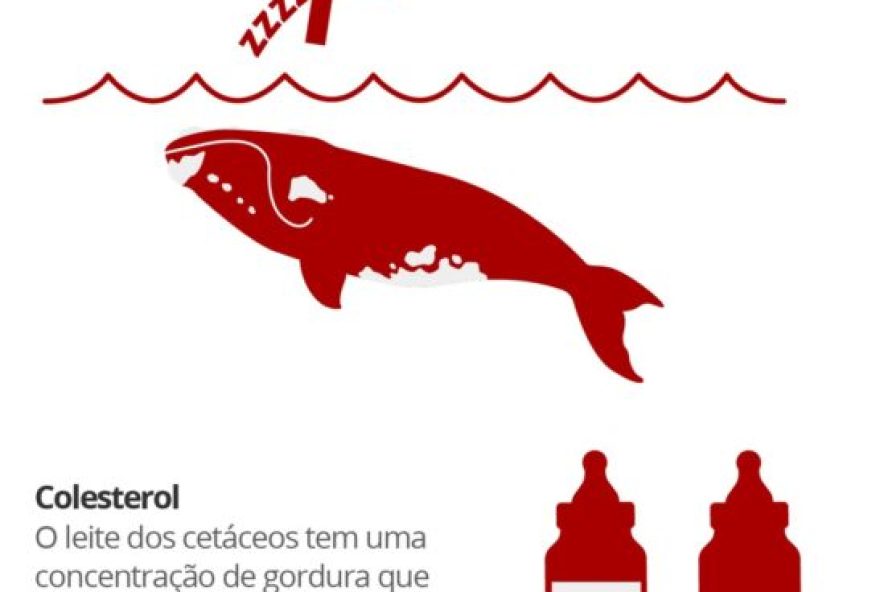 filhote-semialbino-de-baleia-franca-ao-lado-da-mae-em-sc3A-cena-rara3B-video