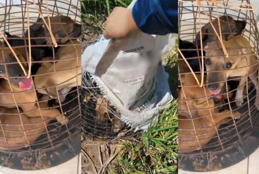 filhotes-de-cachorro-abandonados-a-beira-de-rodovia-sao-resgatados-e-adotados-em-paranavai3A-historia-de-superacao-e-protecao-aos-animais-indefesos filhotes-de-cachorro-abandonados-a-beira-de-rodovia-sao-resgatados-e-adotados-em-paranavai3A-historia-de-superacao-e-protecao-aos-animais-indefesos