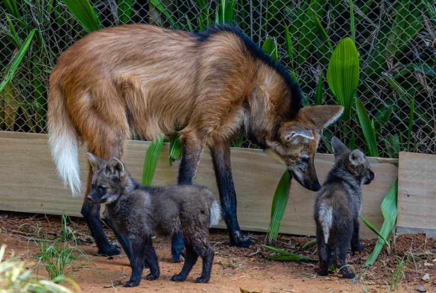 filhotes-de-lobo-guara-nascidos-no-zoo-de-sp-podem-ser-visitados-agora