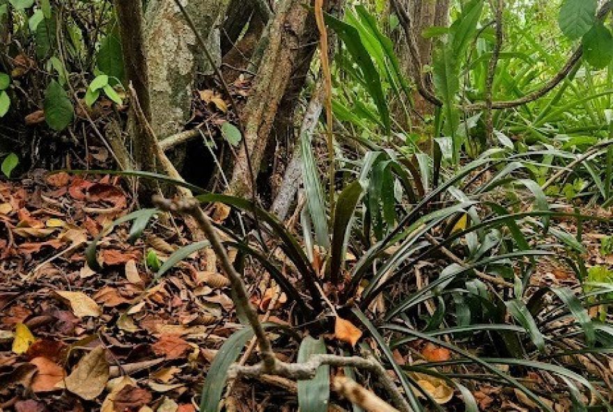 flores-raras-de-saquarema-protegendo-um-tesouro-natural-em-extincao flores-raras-de-saquarema-protegendo-um-tesouro-natural-em-extincao