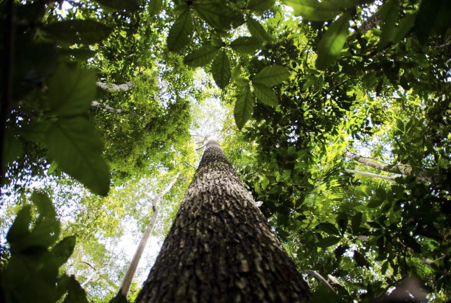 Governo estuda ampliar faixa de fronteira da Amazônia Legal