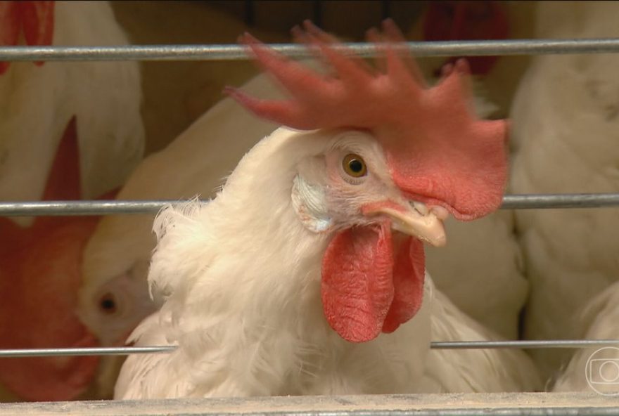 foco-de-gripe-aviaria-em-aves-silvestres-no-rio-grande-do-sul3A-impacto-controlado-e-sem-riscos-para-o-comercio-de-aves foco-de-gripe-aviaria-em-aves-silvestres-no-rio-grande-do-sul3A-impacto-controlado-e-sem-riscos-para-o-comercio-de-aves