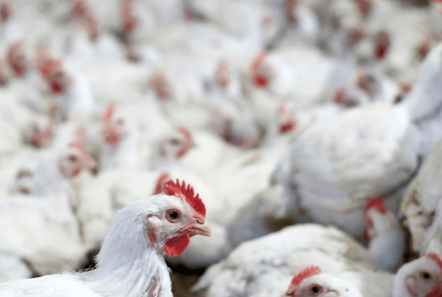 foco-de-gripe-aviaria-no-brasil-causa-suspensao-de-importacao-de-aves-por-24-paises