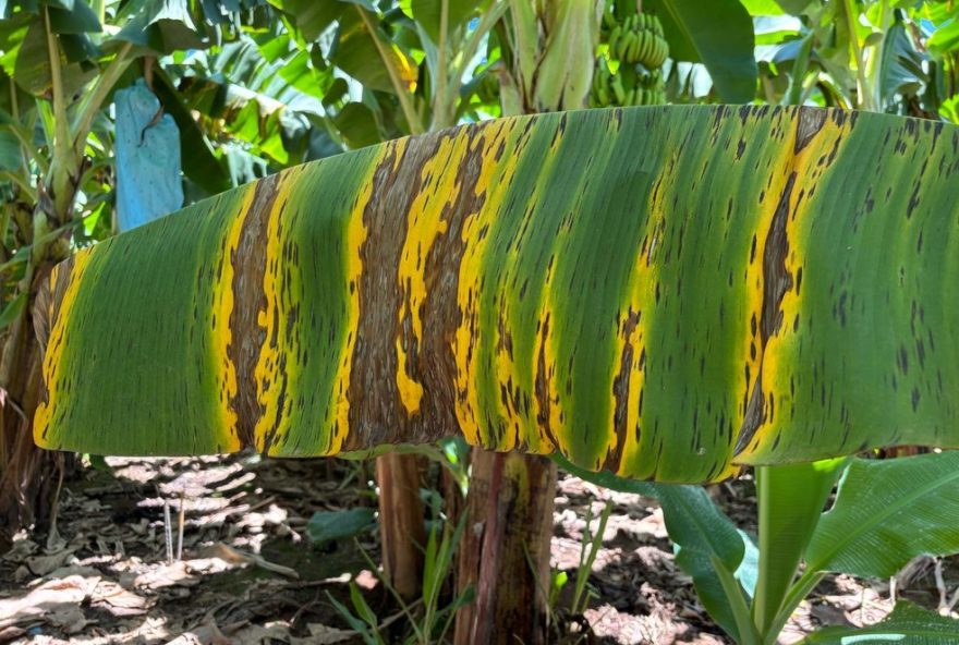 foco-de-sigatoka-negra-em-jaiba2C-mg3A-medidas-sanitarias-sao-adotadas-para-controle-da-doenca