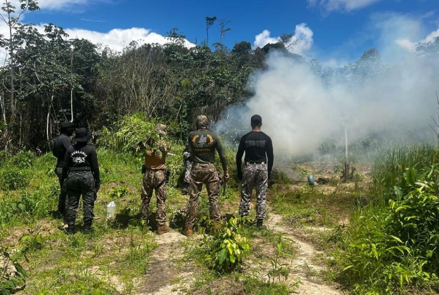 forcas-especiais-destroem-mais-de-36-mil-pes-de-maconha-no-maranhao3A-combate-ao-trafico-de-drogas