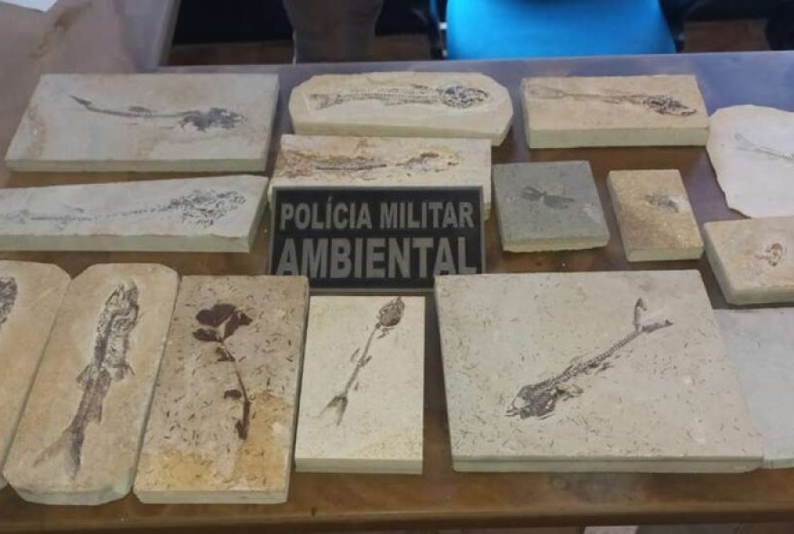 fosseis-descobertos-em-pedreiras-do-ceara-sao-entregues-ao-museu-de-paleontologia3A-policia-combate-trafico-ilegal-de-materiais-paleontologicos