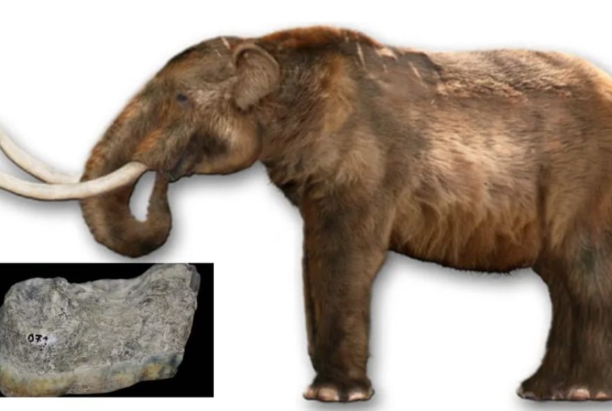 fossil-de-mastodonte-com-mais-de-100-mil-anos-e-furtado-de-museu-em-parambu2C-ceara