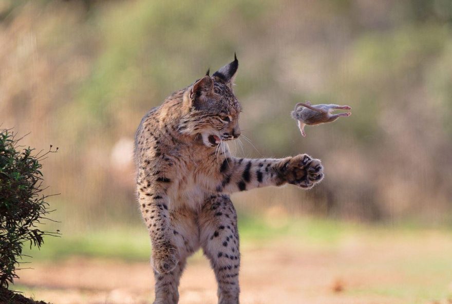 foto-de-lince-brincando-com-presa-vence-concurso-internacional-de-fotos-de-natureza foto-de-lince-brincando-com-presa-vence-concurso-internacional-de-fotos-de-natureza