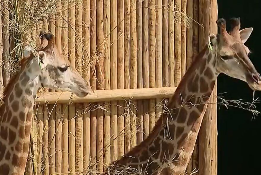 fraude-e-maus-tratos3A-justica-condena-dirigentes-do-bioparque-por-caso-das-girafas3B-4-morreram-no-rj fraude-e-maus-tratos3A-justica-condena-dirigentes-do-bioparque-por-caso-das-girafas3B-4-morreram-no-rj