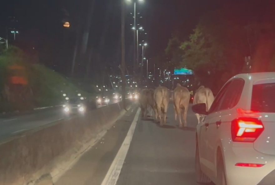 fuga-de-bois-causa-tumulto-no-transito-do-anel-rodoviario-de-belo-horizonte-video