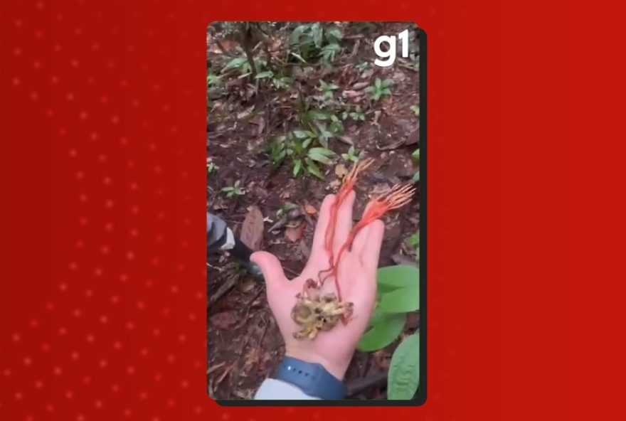 fungo-zumbi-parasita-tarantula-gigante-na-amazonia3A-cientistas-explicam-a-acao fungo-zumbi-parasita-tarantula-gigante-na-amazonia3A-cientistas-explicam-a-acao