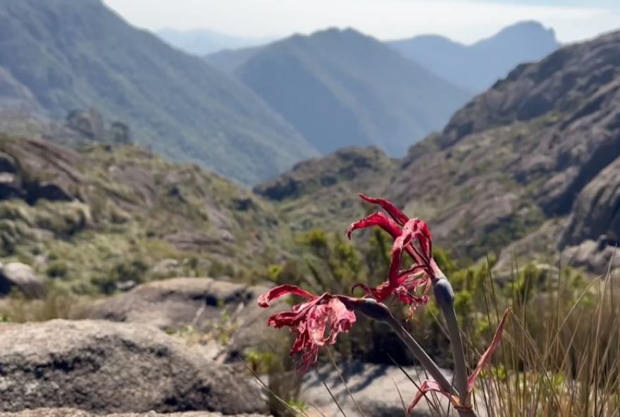 fungos-micorrizicos3A-aliados-essenciais-das-plantas-de-altitude